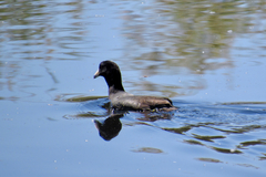 Fulica americana americana