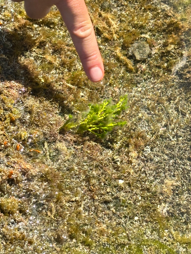 Cymopolia barbata observed 2026-06-04