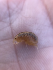 Synurella dentata