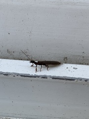 Oligotoma