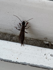 Oligotoma