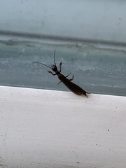 Oligotoma