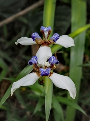 Trimezia gracilis