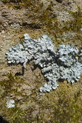 Punctelia missouriensis