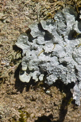 Punctelia missouriensis