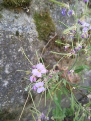Arabidopsis arenosa