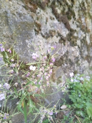 Arabidopsis arenosa