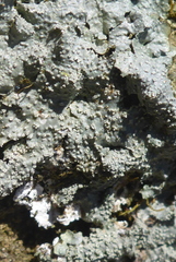 Punctelia missouriensis