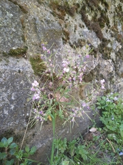 Arabidopsis arenosa