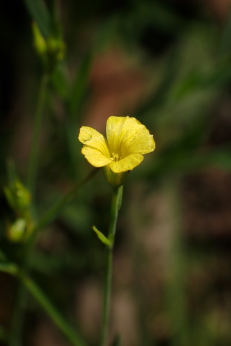 Linum trigynum