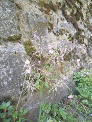 Arabidopsis arenosa