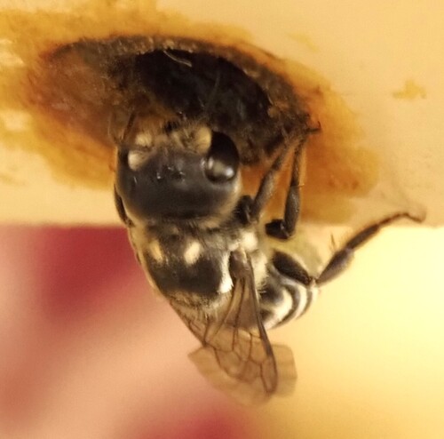 Megachile prosopidis