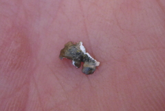 Punctelia missouriensis