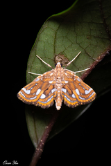 Cymoriza