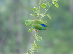 Spectacled Parrotlet photo 3