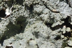 Punctelia missouriensis