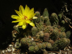Lobivia silvestrii
