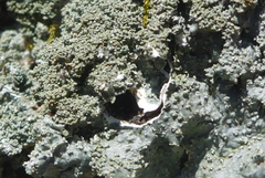 Punctelia missouriensis