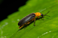 Abscondita cerata