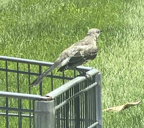 Northern Mockingbird