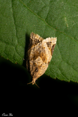 Adoxophyes privatana