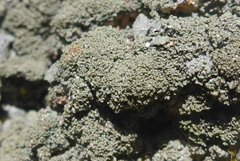 Punctelia missouriensis