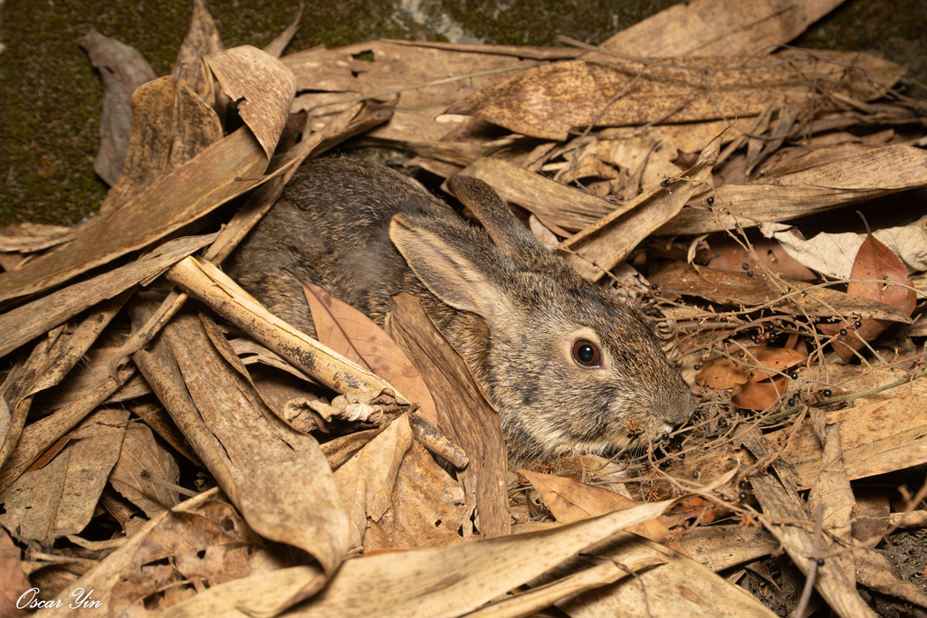 Lepus sinensis