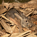 Taiwan Hare - Photo (c) 尹若宇, some rights reserved (CC BY-NC), uploaded by 尹若宇