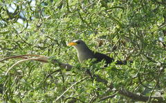 Ceuthmochares australis