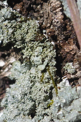 Punctelia missouriensis