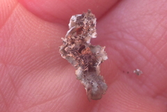 Punctelia missouriensis