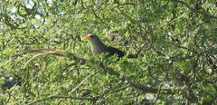 Ceuthmochares australis