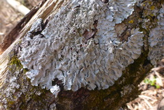 Punctelia missouriensis