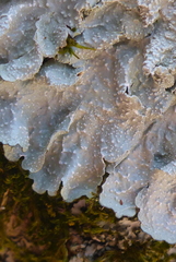 Punctelia missouriensis