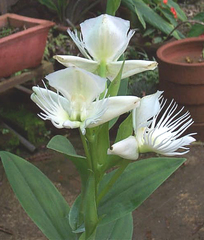 Pecteilis gigantea