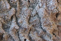 Punctelia missouriensis