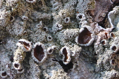 Punctelia missouriensis