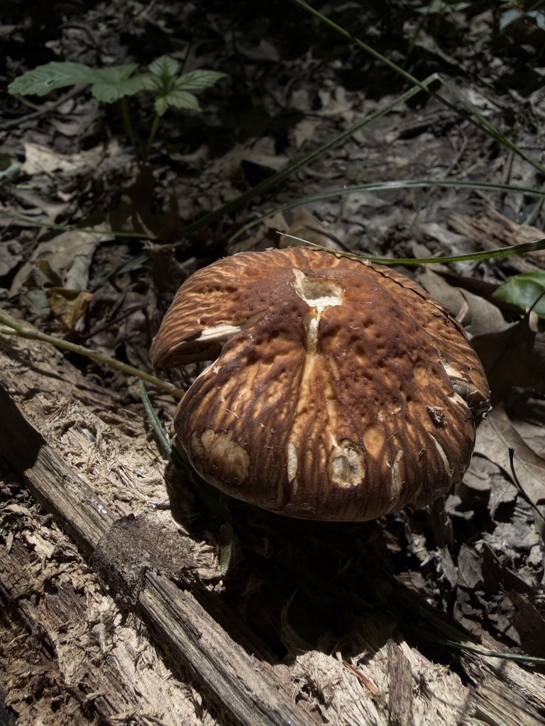 wrinkled psathyrella
