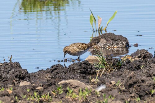 iNaturalist image