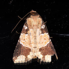 Condica cupentia