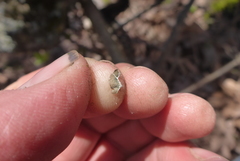 Punctelia missouriensis