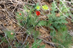 Adonis aestivalis