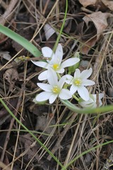 Ornithogalum fimbriatum