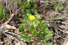 Ranunculus arvensis