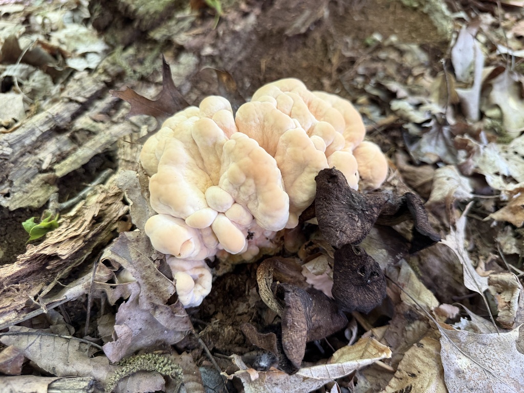 White-pored Chicken of the Woods · June 2026 · photo: Photo: (c) Nat Gorka, some rights reserved (CC BY) · iNaturalist