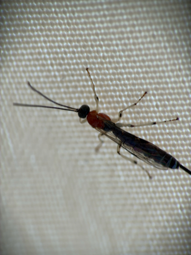Calliephialtes grapholithae observed 2026-06-04