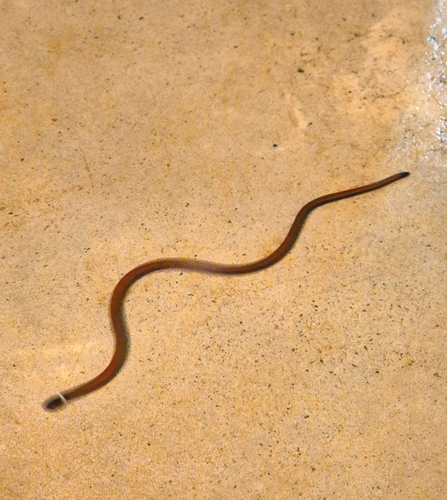 White Collared Blackhead