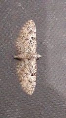 Eupithecia lariciata