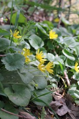 Ficaria verna calthifolia