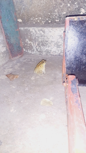 Asian Common Toad